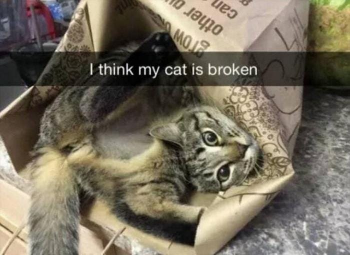 40 Funny Animal Pictures Of The Day Release 1-04