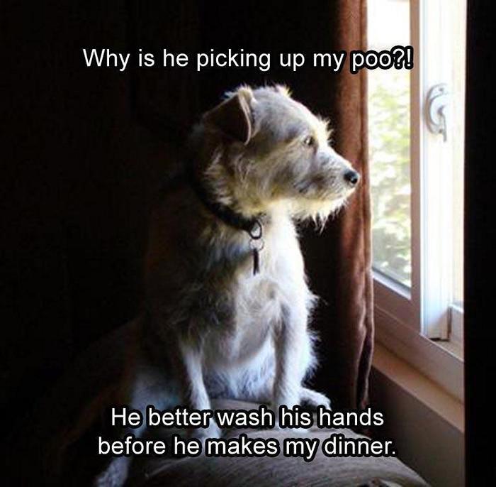40 Funny Animal Pictures Of The Day Release 1-05