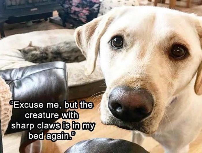 40 Funny Animal Pictures Of The Day Release 1-13