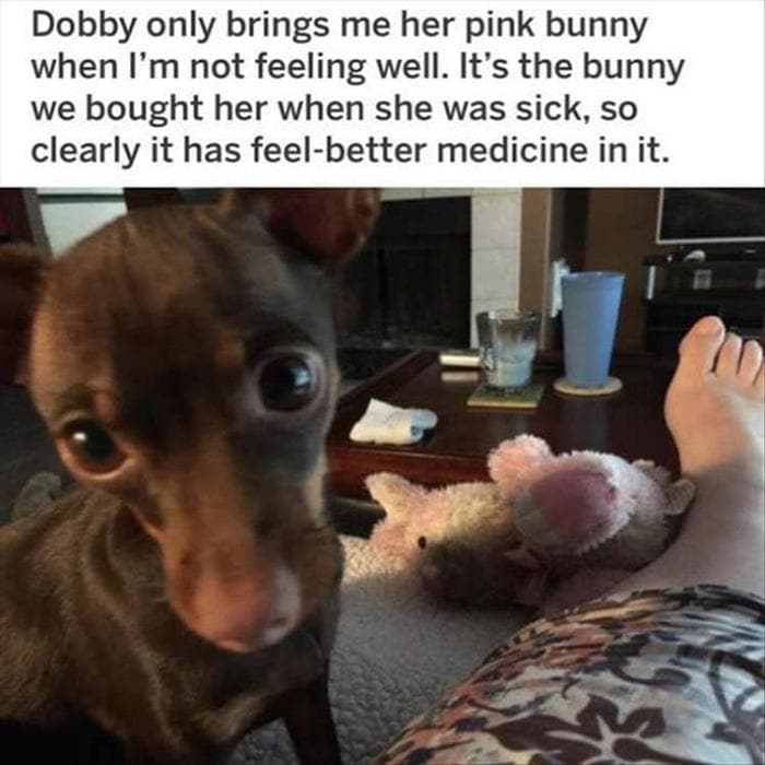 40 Funny Animal Pictures Of The Day Release 1-14