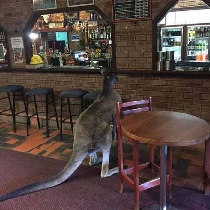 40+ Meanwhile In Australia Photos That Will Shock You-34