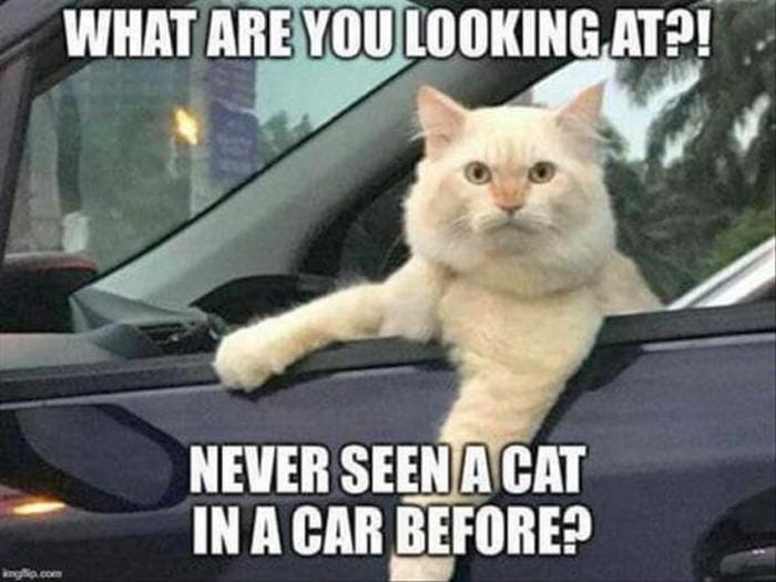 Funny Animal Pictures Of The Day Release 3 (64 Photos)-11