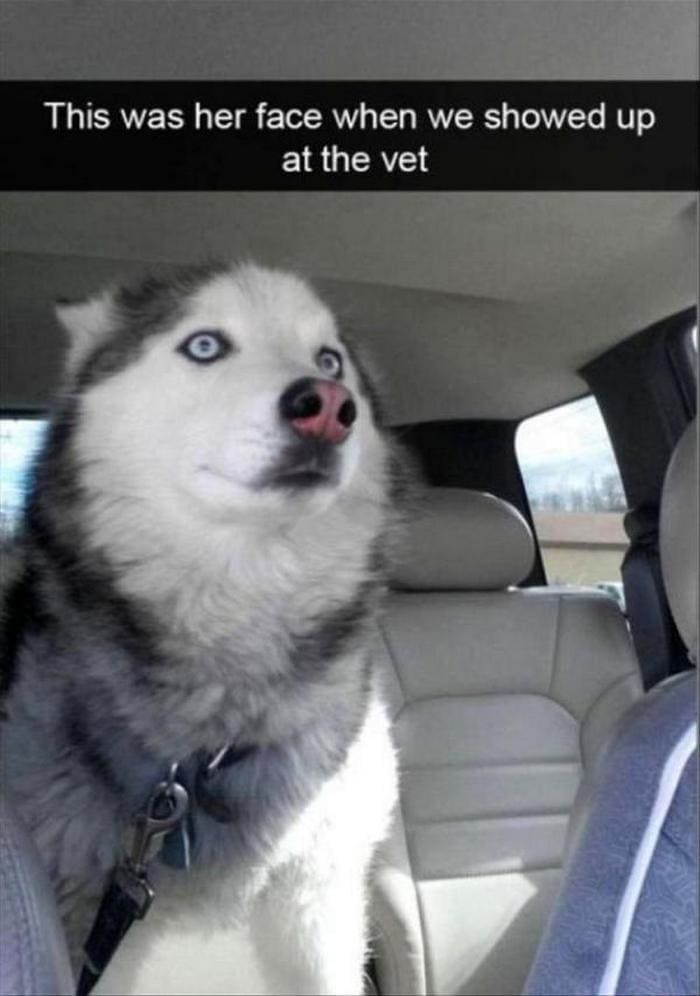 Funny Animal Pictures Of The Day Release 3 (64 Photos)-20