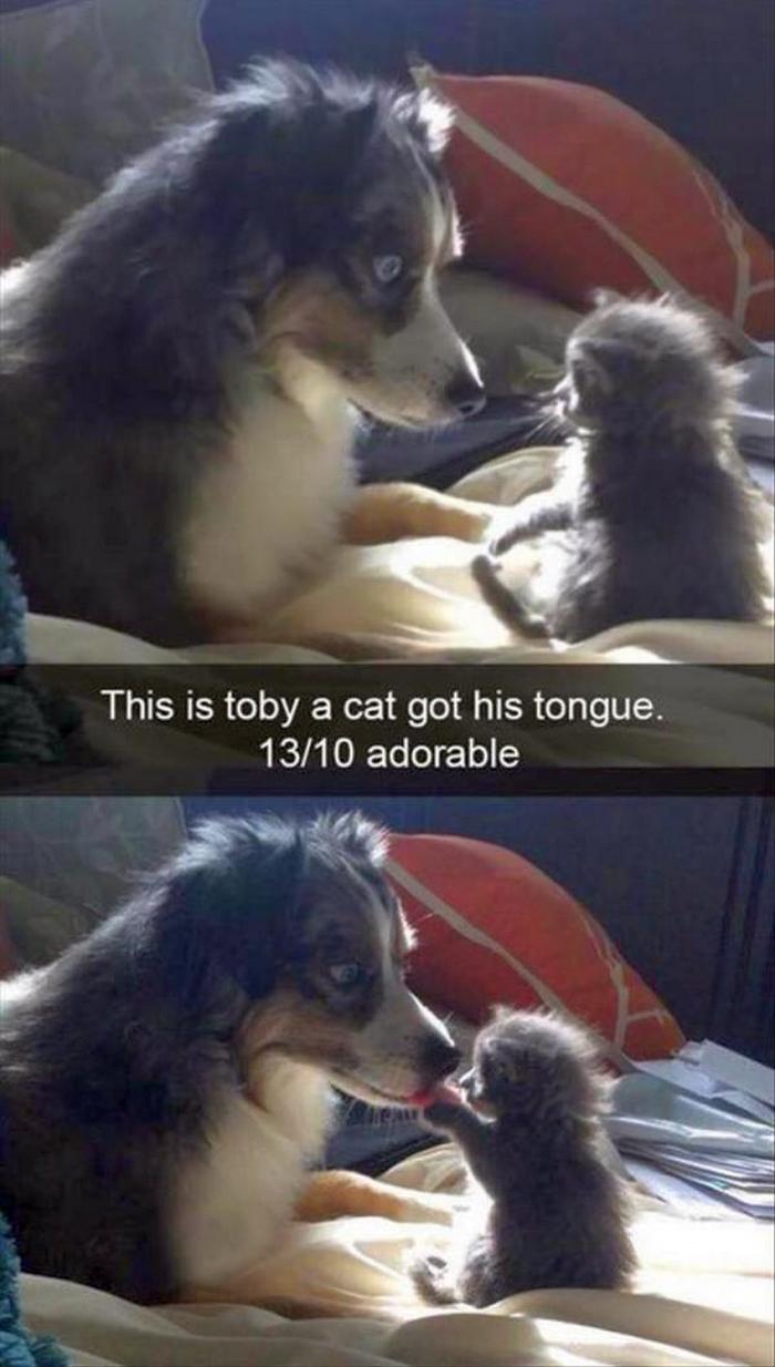 Funny Animal Pictures Of The Day Release 3 (64 Photos)-51