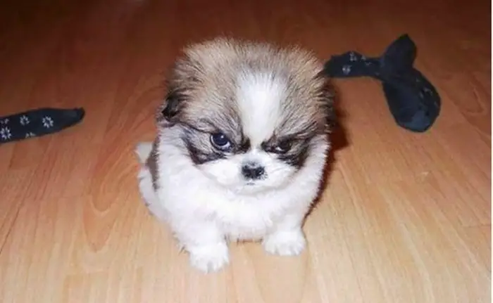 35 Grumpy Animals Who Really Hate You-06