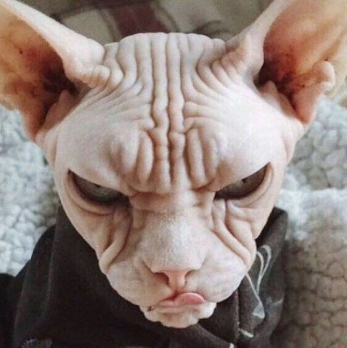 35 Grumpy Animals Who Really Hate You-25