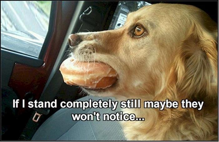 Funny Animal Pictures Of The Day Release 4 (72 Photos)-18