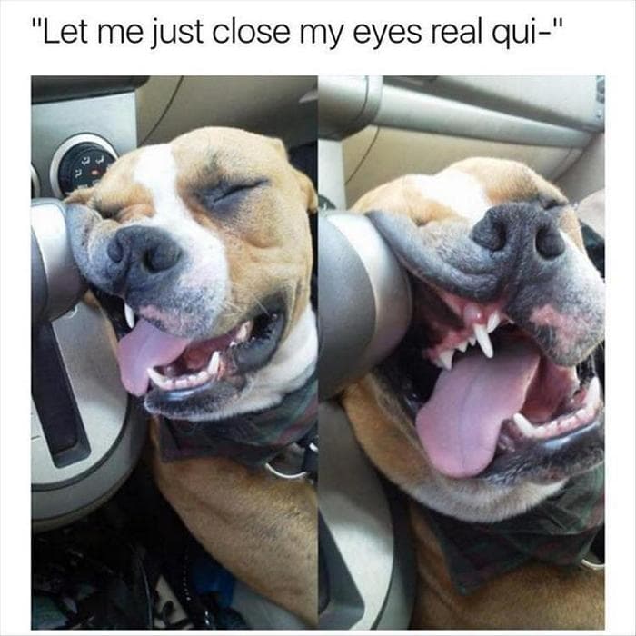Funny Animal Pictures Of The Day Release 6 (90 Photos)-15