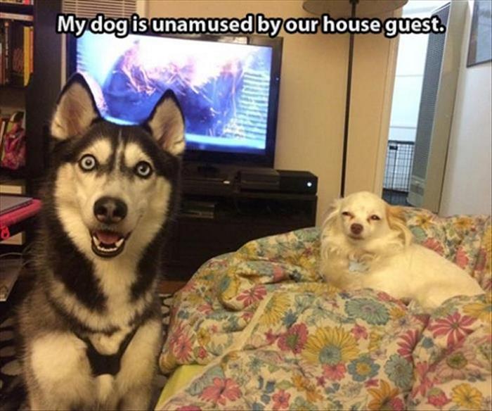Funny Animal Pictures Of The Day Release 7 (100 Photos)-24