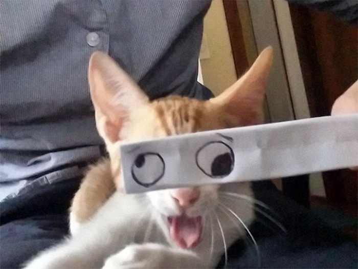 Cats With Cartoon Mouths And Eyes (19 Pics)-05