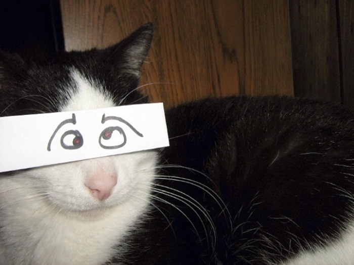 Cats With Cartoon Mouths And Eyes (19 Pics)-06