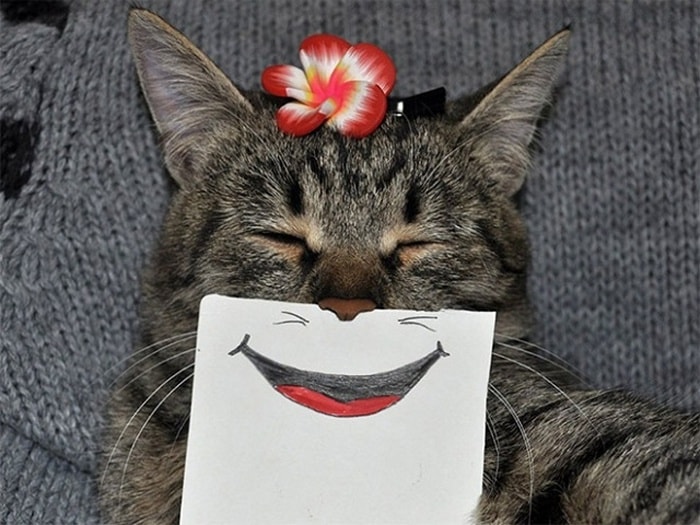 Cats With Cartoon Mouths And Eyes (19 Pics)-18