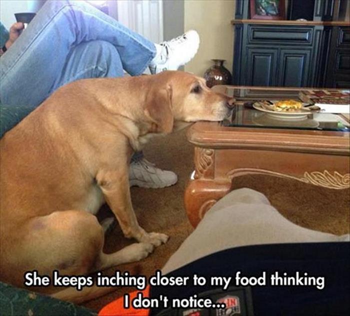 Funny Animal Pictures Of The Day Release 8 (35 Photos)-20