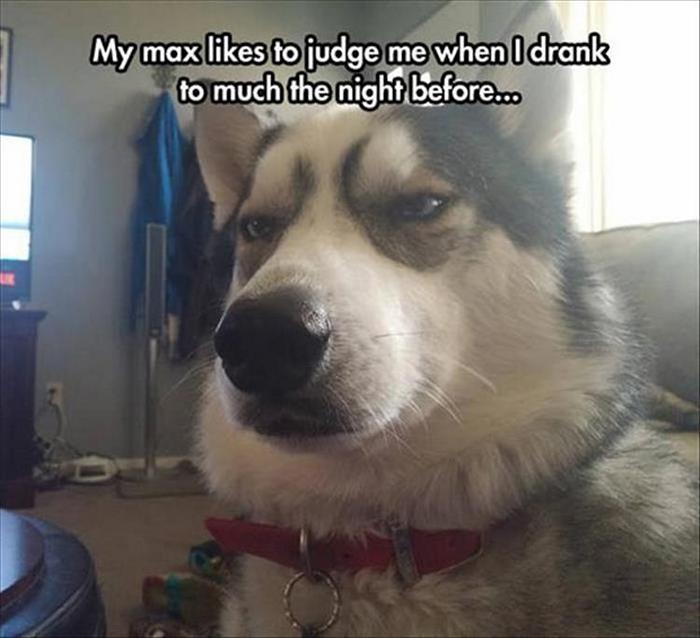 Funny Animal Pictures Of The Day Release 9 (37 Photos)-06