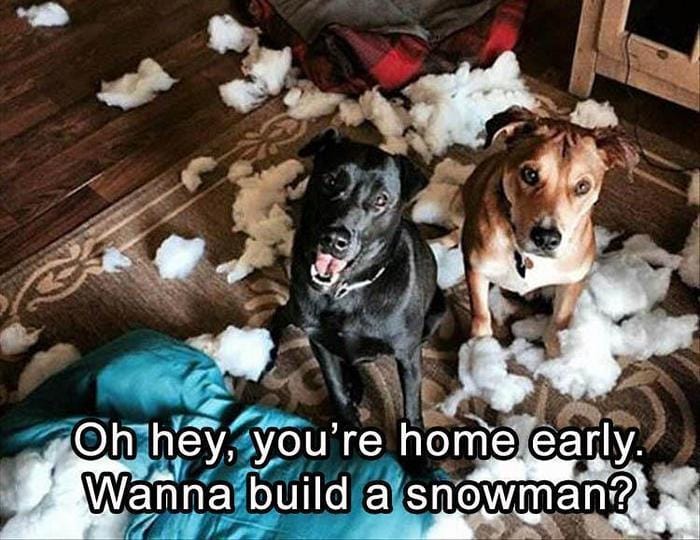 Funny Animal Pictures Of The Day Release 10 (36 Photos)-26