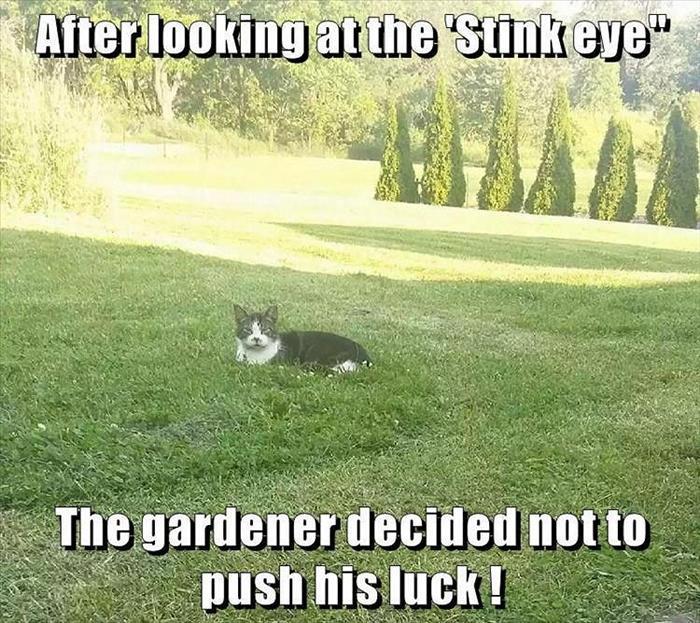 Funny Animal Pictures Of The Day Release 10 (36 Photos)-34