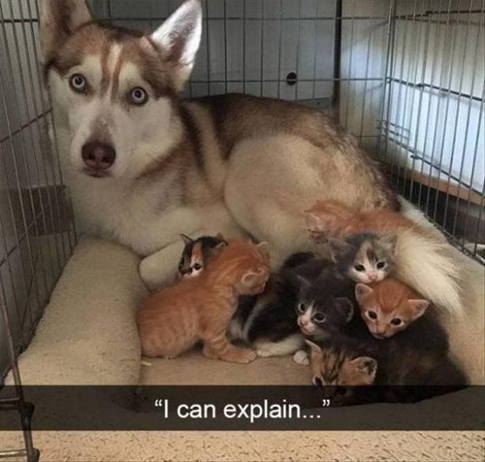 Funny Animal Pictures Of The Day Release 11 (44 Photos)-16