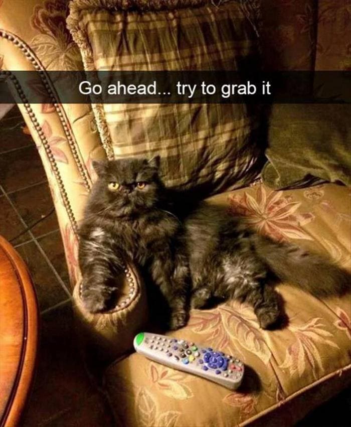 Funny Animal Pictures Of The Day Release 11 (44 Photos)-37