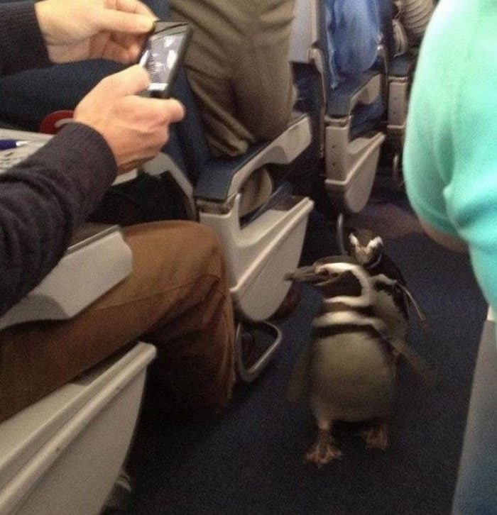 Awkward Airplane Moments That Are Funny And Scary (18 Photos)-14