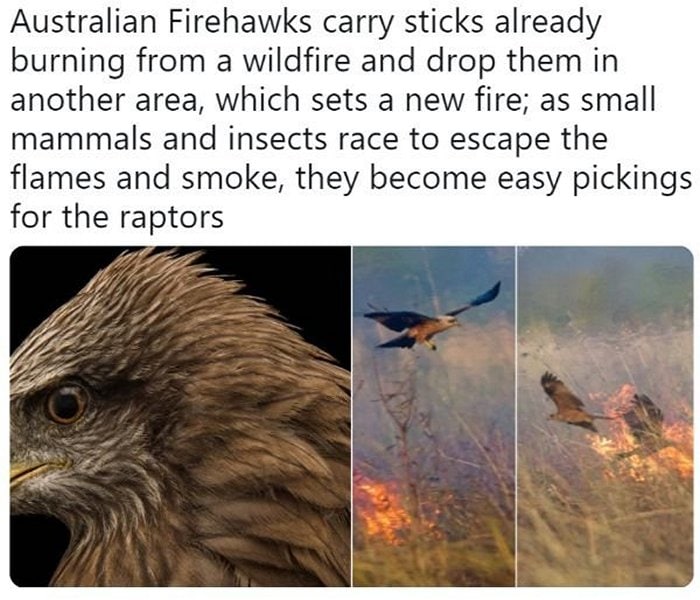 24 Best Meanwhile In Australia Photos-14
