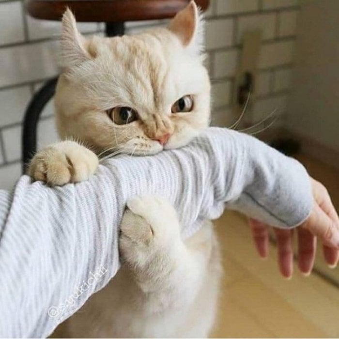 Cute And Funny Cats Of The Year 2019 (98 Photos)-23
