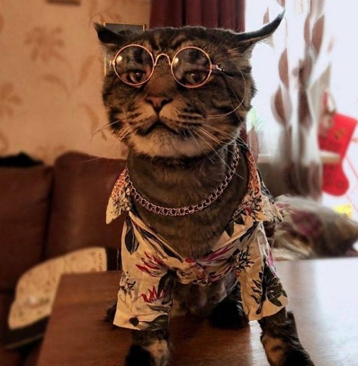 Cute And Funny Cats Of The Year 2019 (98 Photos)-55