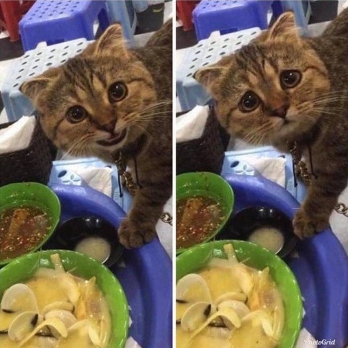 Cute And Funny Cats Of The Year 2019 (98 Photos)-63