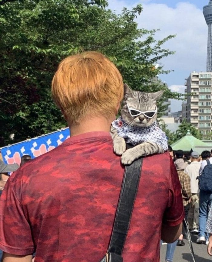 Cute And Funny Cats Of The Year 2019 (98 Photos)-92